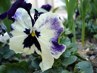 White color Viola Tricolor -Heartsease, Pansy, Multicoloured Violet, Johnny Jump Up- flower. <i>(Family: Violaceae, Species: Viola tricolor)</i> <br>Photo Date: April 2005, Location: Turkey/Istanbul, By: Artislamic.com