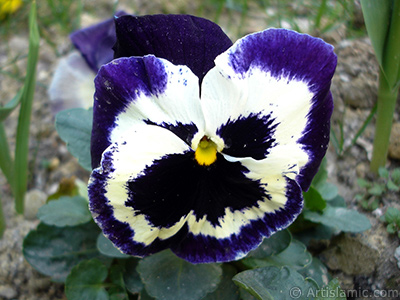 Purple color Viola Tricolor -Heartsease, Pansy, Multicoloured Violet, Johnny Jump Up- flower. <i>(Family: Violaceae, Species: Viola tricolor)</i> <br>Photo Date: April 2005, Location: Turkey/Istanbul, By: Artislamic.com