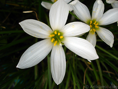 Beyaz zambak trnde bir iek resmi. (iek 35 yllk olup yetitiricisi tarafndan `Buday Zamba` olarak isimlendirilmektedir.) <i>(Ailesi: Liliaceae, Tr: Lilium)</i> <br>ekim Tarihi: Eyll 2008, Yer: stanbul-Annemin iekleri, Fotoraf: islamiSanat.net