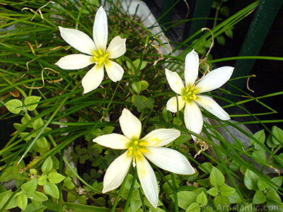 Beyaz zambak trnde bir iek resmi. (iek 35 yllk olup yetitiricisi tarafndan `Buday Zamba` olarak isimlendirilmektedir.) <i>(Ailesi: Liliaceae, Tr: Lilium)</i> <br>ekim Tarihi: Eyll 2006, Yer: stanbul-Annemin iekleri, Fotoraf: islamiSanat.net