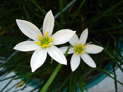 Beyaz zambak trnde bir iek resmi. (iek 35 yllk olup yetitiricisi tarafndan `Buday Zamba` olarak isimlendirilmektedir.) <i>(Ailesi: Liliaceae, Tr: Lilium)</i> <br>ekim Tarihi: Eyll 2006, Yer: stanbul-Annemin iekleri, Fotoraf: islamiSanat.net