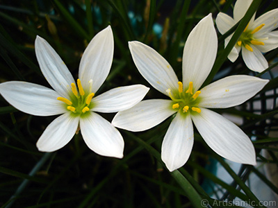 Beyaz zambak trnde bir iek resmi. (iek 35 yllk olup yetitiricisi tarafndan `Buday Zamba` olarak isimlendirilmektedir.) <i>(Ailesi: Liliaceae, Tr: Lilium)</i> <br>ekim Tarihi: Eyll 2006, Yer: stanbul-Annemin iekleri, Fotoraf: islamiSanat.net