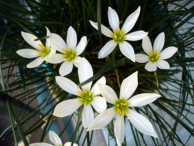 Beyaz zambak trnde bir iek resmi. (iek 35 yllk olup yetitiricisi tarafndan `Buday Zamba` olarak isimlendirilmektedir.) <i>(Ailesi: Liliaceae, Tr: Lilium)</i> <br>ekim Tarihi: Eyll 2006, Yer: stanbul-Annemin iekleri, Fotoraf: islamiSanat.net