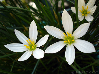 Beyaz zambak trnde bir iek resmi. (iek 35 yllk olup yetitiricisi tarafndan `Buday Zamba` olarak isimlendirilmektedir.) <i>(Ailesi: Liliaceae, Tr: Lilium)</i> <br>ekim Tarihi: Eyll 2006, Yer: stanbul-Annemin iekleri, Fotoraf: islamiSanat.net