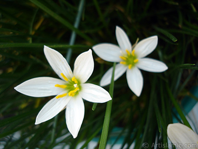 Beyaz zambak trnde bir iek resmi. (iek 35 yllk olup yetitiricisi tarafndan `Buday Zamba` olarak isimlendirilmektedir.) <i>(Ailesi: Liliaceae, Tr: Lilium)</i> <br>ekim Tarihi: Eyll 2006, Yer: stanbul-Annemin iekleri, Fotoraf: islamiSanat.net