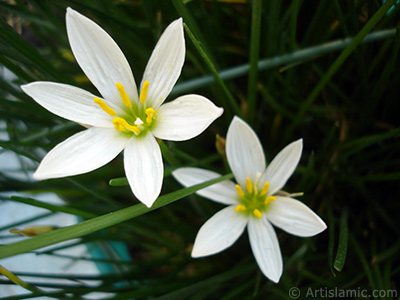 Beyaz zambak trnde bir iek resmi. (iek 35 yllk olup yetitiricisi tarafndan `Buday Zamba` olarak isimlendirilmektedir.) <i>(Ailesi: Liliaceae, Tr: Lilium)</i> <br>ekim Tarihi: Eyll 2006, Yer: stanbul-Annemin iekleri, Fotoraf: islamiSanat.net