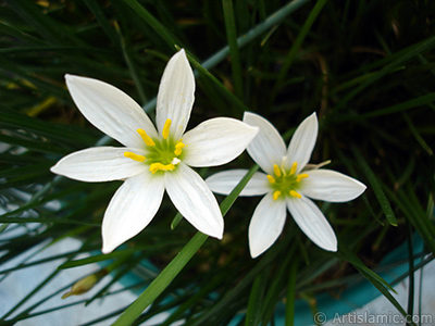 Beyaz zambak trnde bir iek resmi. (iek 35 yllk olup yetitiricisi tarafndan `Buday Zamba` olarak isimlendirilmektedir.) <i>(Ailesi: Liliaceae, Tr: Lilium)</i> <br>ekim Tarihi: Eyll 2006, Yer: stanbul-Annemin iekleri, Fotoraf: islamiSanat.net