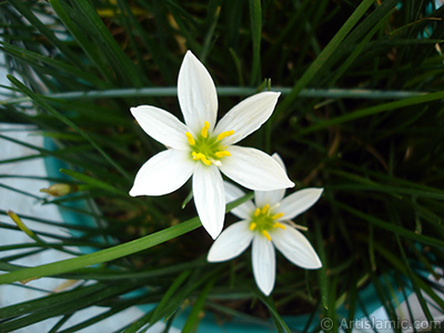 Beyaz zambak trnde bir iek resmi. (iek 35 yllk olup yetitiricisi tarafndan `Buday Zamba` olarak isimlendirilmektedir.) <i>(Ailesi: Liliaceae, Tr: Lilium)</i> <br>ekim Tarihi: Eyll 2006, Yer: stanbul-Annemin iekleri, Fotoraf: islamiSanat.net