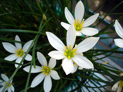 Beyaz zambak trnde bir iek resmi. (iek 35 yllk olup yetitiricisi tarafndan `Buday Zamba` olarak isimlendirilmektedir.) <i>(Ailesi: Liliaceae, Tr: Lilium)</i> <br>ekim Tarihi: Eyll 2006, Yer: stanbul-Annemin iekleri, Fotoraf: islamiSanat.net