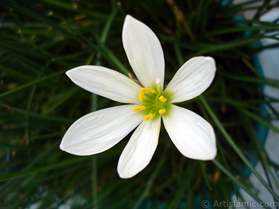 Beyaz zambak trnde bir iek resmi. (iek 35 yllk olup yetitiricisi tarafndan `Buday Zamba` olarak isimlendirilmektedir.) <i>(Ailesi: Liliaceae, Tr: Lilium)</i> <br>ekim Tarihi: Eyll 2006, Yer: stanbul-Annemin iekleri, Fotoraf: islamiSanat.net