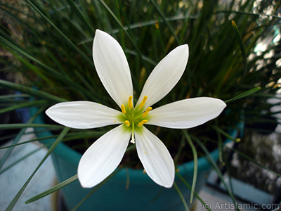 White color flower similar to lily. It is 35 years old and its grower calls it as `wheat lilly`. <i>(Family: Liliaceae, Species: Lilium)</i> <br>Photo Date: September 2006, Location: Turkey/Istanbul-Mother`s Flowers, By: Artislamic.com