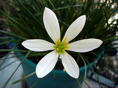 Beyaz zambak trnde bir iek resmi. (iek 35 yllk olup yetitiricisi tarafndan `Buday Zamba` olarak isimlendirilmektedir.) <i>(Ailesi: Liliaceae, Tr: Lilium)</i> <br>ekim Tarihi: Eyll 2006, Yer: stanbul-Annemin iekleri, Fotoraf: islamiSanat.net