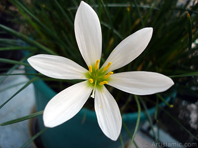 Beyaz zambak trnde bir iek resmi. (iek 35 yllk olup yetitiricisi tarafndan `Buday Zamba` olarak isimlendirilmektedir.) <i>(Ailesi: Liliaceae, Tr: Lilium)</i> <br>ekim Tarihi: Eyll 2006, Yer: stanbul-Annemin iekleri, Fotoraf: islamiSanat.net