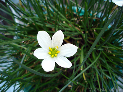 Beyaz zambak trnde bir iek resmi. (iek 35 yllk olup yetitiricisi tarafndan `Buday Zamba` olarak isimlendirilmektedir.) <i>(Ailesi: Liliaceae, Tr: Lilium)</i> <br>ekim Tarihi: Austos 2006, Yer: stanbul-Annemin iekleri, Fotoraf: islamiSanat.net