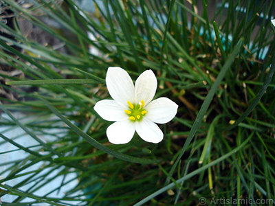 Beyaz zambak trnde bir iek resmi. (iek 35 yllk olup yetitiricisi tarafndan `Buday Zamba` olarak isimlendirilmektedir.) <i>(Ailesi: Liliaceae, Tr: Lilium)</i> <br>ekim Tarihi: Austos 2006, Yer: stanbul-Annemin iekleri, Fotoraf: islamiSanat.net