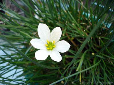 Beyaz zambak trnde bir iek resmi. (iek 35 yllk olup yetitiricisi tarafndan `Buday Zamba` olarak isimlendirilmektedir.) <i>(Ailesi: Liliaceae, Tr: Lilium)</i> <br>ekim Tarihi: Austos 2006, Yer: stanbul-Annemin iekleri, Fotoraf: islamiSanat.net