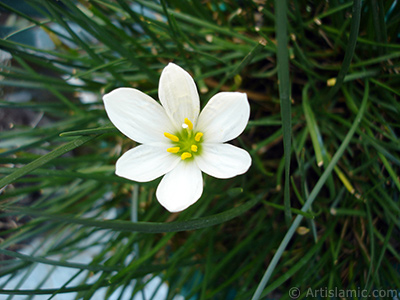 Beyaz zambak trnde bir iek resmi. (iek 35 yllk olup yetitiricisi tarafndan `Buday Zamba` olarak isimlendirilmektedir.) <i>(Ailesi: Liliaceae, Tr: Lilium)</i> <br>ekim Tarihi: Austos 2006, Yer: stanbul-Annemin iekleri, Fotoraf: islamiSanat.net