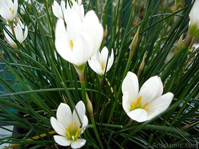 Beyaz zambak trnde bir iek resmi. (iek 35 yllk olup yetitiricisi tarafndan `Buday Zamba` olarak isimlendirilmektedir.) <i>(Ailesi: Liliaceae, Tr: Lilium)</i> <br>ekim Tarihi: Eyll 2005, Yer: stanbul-Annemin iekleri, Fotoraf: islamiSanat.net