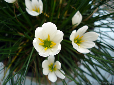 Beyaz zambak trnde bir iek resmi. (iek 35 yllk olup yetitiricisi tarafndan `Buday Zamba` olarak isimlendirilmektedir.) <i>(Ailesi: Liliaceae, Tr: Lilium)</i> <br>ekim Tarihi: Eyll 2005, Yer: stanbul-Annemin iekleri, Fotoraf: islamiSanat.net