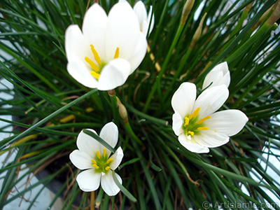 Beyaz zambak trnde bir iek resmi. (iek 35 yllk olup yetitiricisi tarafndan `Buday Zamba` olarak isimlendirilmektedir.) <i>(Ailesi: Liliaceae, Tr: Lilium)</i> <br>ekim Tarihi: Eyll 2005, Yer: stanbul-Annemin iekleri, Fotoraf: islamiSanat.net