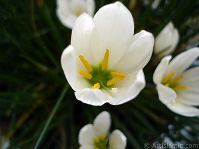 Beyaz zambak trnde bir iek resmi. (iek 35 yllk olup yetitiricisi tarafndan `Buday Zamba` olarak isimlendirilmektedir.) <i>(Ailesi: Liliaceae, Tr: Lilium)</i> <br>ekim Tarihi: Eyll 2005, Yer: stanbul-Annemin iekleri, Fotoraf: islamiSanat.net