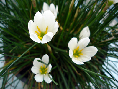 Beyaz zambak trnde bir iek resmi. (iek 35 yllk olup yetitiricisi tarafndan `Buday Zamba` olarak isimlendirilmektedir.) <i>(Ailesi: Liliaceae, Tr: Lilium)</i> <br>ekim Tarihi: Eyll 2005, Yer: stanbul-Annemin iekleri, Fotoraf: islamiSanat.net