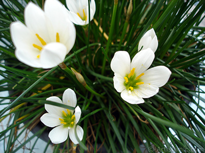 Beyaz zambak trnde bir iek resmi. (iek 35 yllk olup yetitiricisi tarafndan `Buday Zamba` olarak isimlendirilmektedir.) <i>(Ailesi: Liliaceae, Tr: Lilium)</i> <br>ekim Tarihi: Eyll 2005, Yer: stanbul-Annemin iekleri, Fotoraf: islamiSanat.net