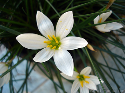 Beyaz zambak trnde bir iek resmi. (iek 35 yllk olup yetitiricisi tarafndan `Buday Zamba` olarak isimlendirilmektedir.) <i>(Ailesi: Liliaceae, Tr: Lilium)</i> <br>ekim Tarihi: Eyll 2005, Yer: stanbul-Annemin iekleri, Fotoraf: islamiSanat.net