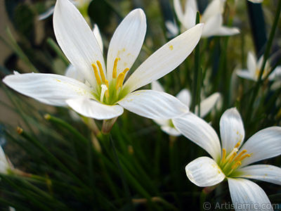 Beyaz zambak trnde bir iek resmi. (iek 35 yllk olup yetitiricisi tarafndan `Buday Zamba` olarak isimlendirilmektedir.) <i>(Ailesi: Liliaceae, Tr: Lilium)</i> <br>ekim Tarihi: Eyll 2005, Yer: stanbul-Annemin iekleri, Fotoraf: islamiSanat.net