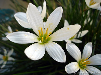 Beyaz zambak trnde bir iek resmi. (iek 35 yllk olup yetitiricisi tarafndan `Buday Zamba` olarak isimlendirilmektedir.) <i>(Ailesi: Liliaceae, Tr: Lilium)</i> <br>ekim Tarihi: Eyll 2005, Yer: stanbul-Annemin iekleri, Fotoraf: islamiSanat.net