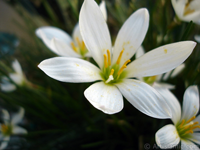 Beyaz zambak trnde bir iek resmi. (iek 35 yllk olup yetitiricisi tarafndan `Buday Zamba` olarak isimlendirilmektedir.) <i>(Ailesi: Liliaceae, Tr: Lilium)</i> <br>ekim Tarihi: Eyll 2005, Yer: stanbul-Annemin iekleri, Fotoraf: islamiSanat.net