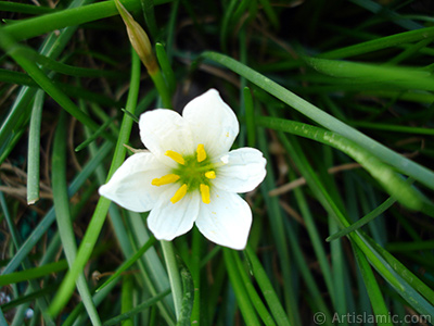 Beyaz zambak trnde bir iek resmi. (iek 35 yllk olup yetitiricisi tarafndan `Buday Zamba` olarak isimlendirilmektedir.) <i>(Ailesi: Liliaceae, Tr: Lilium)</i> <br>ekim Tarihi: Eyll 2005, Yer: stanbul-Annemin iekleri, Fotoraf: islamiSanat.net