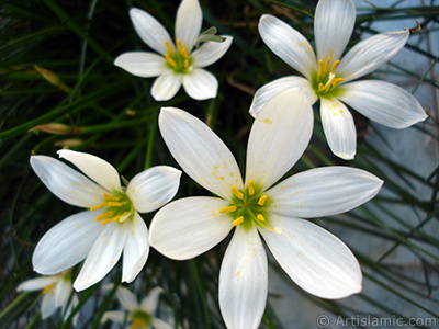 Beyaz zambak trnde bir iek resmi. (iek 35 yllk olup yetitiricisi tarafndan `Buday Zamba` olarak isimlendirilmektedir.) <i>(Ailesi: Liliaceae, Tr: Lilium)</i> <br>ekim Tarihi: Eyll 2005, Yer: stanbul-Annemin iekleri, Fotoraf: islamiSanat.net