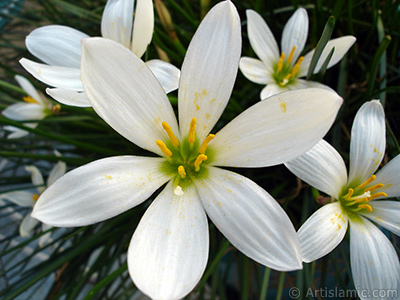 Beyaz zambak trnde bir iek resmi. (iek 35 yllk olup yetitiricisi tarafndan `Buday Zamba` olarak isimlendirilmektedir.) <i>(Ailesi: Liliaceae, Tr: Lilium)</i> <br>ekim Tarihi: Eyll 2005, Yer: stanbul-Annemin iekleri, Fotoraf: islamiSanat.net