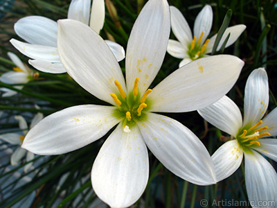 Beyaz zambak trnde bir iek resmi. (iek 35 yllk olup yetitiricisi tarafndan `Buday Zamba` olarak isimlendirilmektedir.) <i>(Ailesi: Liliaceae, Tr: Lilium)</i> <br>ekim Tarihi: Eyll 2005, Yer: stanbul-Annemin iekleri, Fotoraf: islamiSanat.net