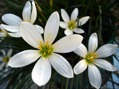 Beyaz zambak trnde bir iek resmi. (iek 35 yllk olup yetitiricisi tarafndan `Buday Zamba` olarak isimlendirilmektedir.) <i>(Ailesi: Liliaceae, Tr: Lilium)</i> <br>ekim Tarihi: Eyll 2005, Yer: stanbul-Annemin iekleri, Fotoraf: islamiSanat.net