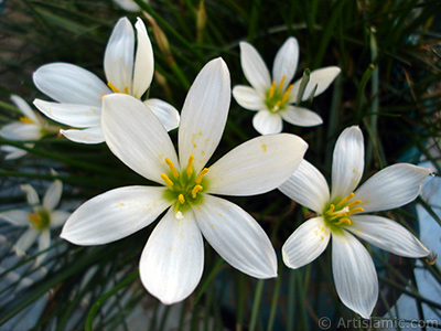 Beyaz zambak trnde bir iek resmi. (iek 35 yllk olup yetitiricisi tarafndan `Buday Zamba` olarak isimlendirilmektedir.) <i>(Ailesi: Liliaceae, Tr: Lilium)</i> <br>ekim Tarihi: Eyll 2005, Yer: stanbul-Annemin iekleri, Fotoraf: islamiSanat.net