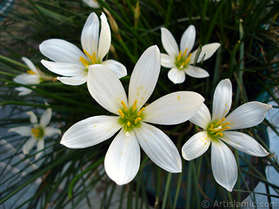 Beyaz zambak trnde bir iek resmi. (iek 35 yllk olup yetitiricisi tarafndan `Buday Zamba` olarak isimlendirilmektedir.) <i>(Ailesi: Liliaceae, Tr: Lilium)</i> <br>ekim Tarihi: Eyll 2005, Yer: stanbul-Annemin iekleri, Fotoraf: islamiSanat.net