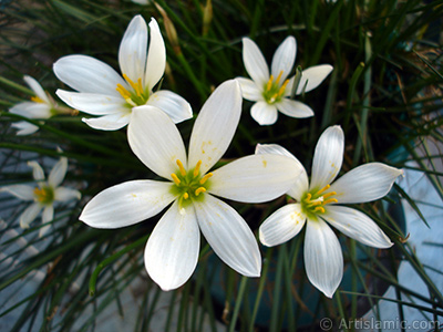 Beyaz zambak trnde bir iek resmi. (iek 35 yllk olup yetitiricisi tarafndan `Buday Zamba` olarak isimlendirilmektedir.) <i>(Ailesi: Liliaceae, Tr: Lilium)</i> <br>ekim Tarihi: Eyll 2005, Yer: stanbul-Annemin iekleri, Fotoraf: islamiSanat.net