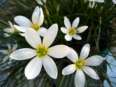 Beyaz zambak trnde bir iek resmi. (iek 35 yllk olup yetitiricisi tarafndan `Buday Zamba` olarak isimlendirilmektedir.) <i>(Ailesi: Liliaceae, Tr: Lilium)</i> <br>ekim Tarihi: Eyll 2005, Yer: stanbul-Annemin iekleri, Fotoraf: islamiSanat.net