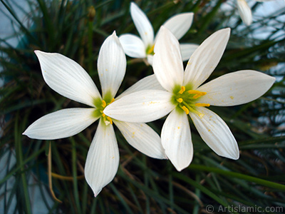 Beyaz zambak trnde bir iek resmi. (iek 35 yllk olup yetitiricisi tarafndan `Buday Zamba` olarak isimlendirilmektedir.) <i>(Ailesi: Liliaceae, Tr: Lilium)</i> <br>ekim Tarihi: Eyll 2005, Yer: stanbul-Annemin iekleri, Fotoraf: islamiSanat.net