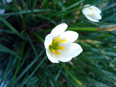 Beyaz zambak trnde bir iek resmi. (iek 35 yllk olup yetitiricisi tarafndan `Buday Zamba` olarak isimlendirilmektedir.) <i>(Ailesi: Liliaceae, Tr: Lilium)</i> <br>ekim Tarihi: Eyll 2005, Yer: stanbul-Annemin iekleri, Fotoraf: islamiSanat.net