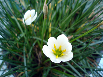 Beyaz zambak trnde bir iek resmi. (iek 35 yllk olup yetitiricisi tarafndan `Buday Zamba` olarak isimlendirilmektedir.) <i>(Ailesi: Liliaceae, Tr: Lilium)</i> <br>ekim Tarihi: Eyll 2005, Yer: stanbul-Annemin iekleri, Fotoraf: islamiSanat.net