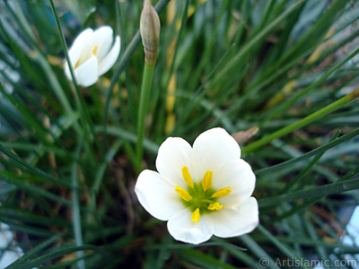 Beyaz zambak trnde bir iek resmi. (iek 35 yllk olup yetitiricisi tarafndan `Buday Zamba` olarak isimlendirilmektedir.) <i>(Ailesi: Liliaceae, Tr: Lilium)</i> <br>ekim Tarihi: Eyll 2005, Yer: stanbul-Annemin iekleri, Fotoraf: islamiSanat.net