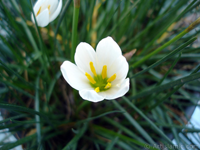 Beyaz zambak trnde bir iek resmi. (iek 35 yllk olup yetitiricisi tarafndan `Buday Zamba` olarak isimlendirilmektedir.) <i>(Ailesi: Liliaceae, Tr: Lilium)</i> <br>ekim Tarihi: Eyll 2005, Yer: stanbul-Annemin iekleri, Fotoraf: islamiSanat.net