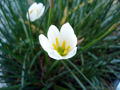 Beyaz zambak trnde bir iek resmi. (iek 35 yllk olup yetitiricisi tarafndan `Buday Zamba` olarak isimlendirilmektedir.) <i>(Ailesi: Liliaceae, Tr: Lilium)</i> <br>ekim Tarihi: Eyll 2005, Yer: stanbul-Annemin iekleri, Fotoraf: islamiSanat.net