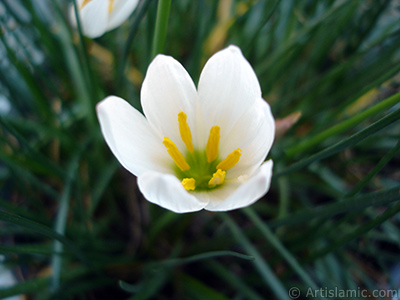 Beyaz zambak trnde bir iek resmi. (iek 35 yllk olup yetitiricisi tarafndan `Buday Zamba` olarak isimlendirilmektedir.) <i>(Ailesi: Liliaceae, Tr: Lilium)</i> <br>ekim Tarihi: Eyll 2005, Yer: stanbul-Annemin iekleri, Fotoraf: islamiSanat.net