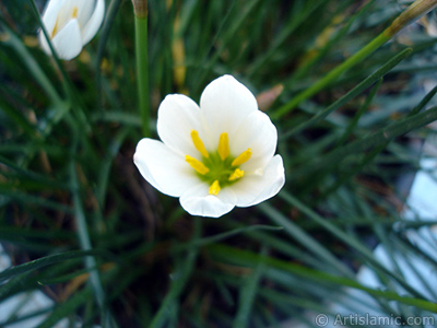 Beyaz zambak trnde bir iek resmi. (iek 35 yllk olup yetitiricisi tarafndan `Buday Zamba` olarak isimlendirilmektedir.) <i>(Ailesi: Liliaceae, Tr: Lilium)</i> <br>ekim Tarihi: Eyll 2005, Yer: stanbul-Annemin iekleri, Fotoraf: islamiSanat.net