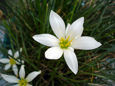 Beyaz zambak trnde bir iek resmi. (iek 35 yllk olup yetitiricisi tarafndan `Buday Zamba` olarak isimlendirilmektedir.) <i>(Ailesi: Liliaceae, Tr: Lilium)</i> <br>ekim Tarihi: Eyll 2005, Yer: stanbul-Annemin iekleri, Fotoraf: islamiSanat.net