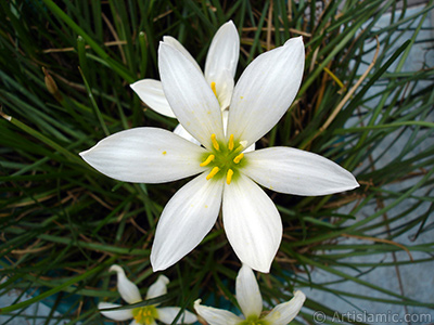 Beyaz zambak trnde bir iek resmi. (iek 35 yllk olup yetitiricisi tarafndan `Buday Zamba` olarak isimlendirilmektedir.) <i>(Ailesi: Liliaceae, Tr: Lilium)</i> <br>ekim Tarihi: Eyll 2005, Yer: stanbul-Annemin iekleri, Fotoraf: islamiSanat.net